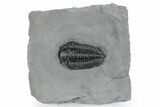 Calymene Niagarensis Trilobite Fossil - New York #269930-1